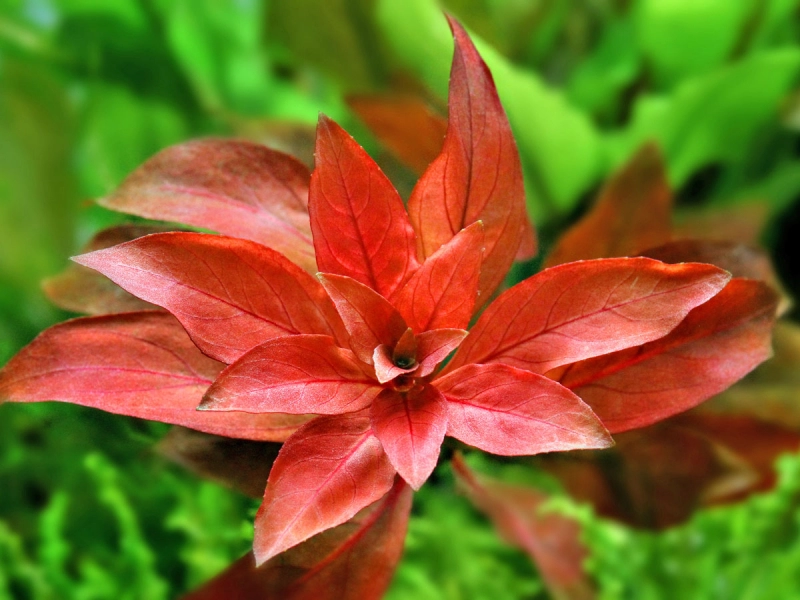 Rubin-Ludwigie - Ludwigia repens Rubin